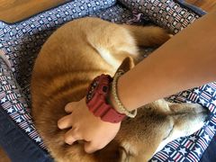 -猫小主咖啡·猫咖cat cafe(福田店)