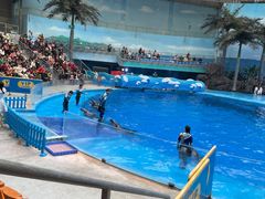 -海合安成都极地海洋公园