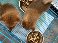 -翊宠yipet猫狗购宠庄园犬舍•猫舍