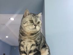 -喵的天空名猫咖啡馆·撸猫·猫舍·用品