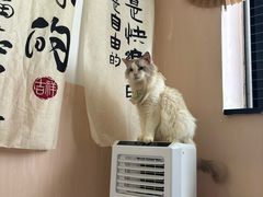 -楼上猫咖(罗湖店)