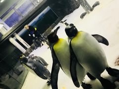 -悉尼海洋生物水族馆