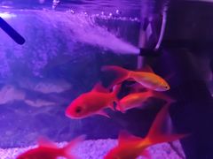 -智慧盲人按摩艾灸-颈肩腰膝疼痛调理(浦东店)