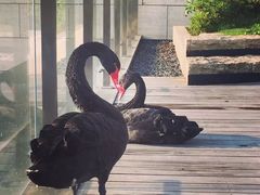 -行者书屋大堂吧 ·下午茶(南京圣和府邸酒店)