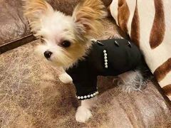 -宠爱多约克夏马尔济斯泰迪小型犬专卖