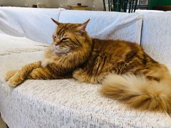 -藏猫猫咖啡主题馆(中央大道店)