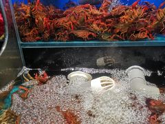 -苏格里岛自助烤肉海鲜火锅(成都金牛万达店)