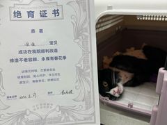 -纳吉亚猫专科动物诊疗中心(蒋宅口分院)