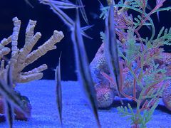 -上海海洋水族馆