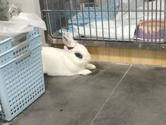 -瑞派·关忠动物医院猫科外科·异宠·24小时转诊中心(祥云店)