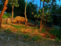 -清迈夜间动物园