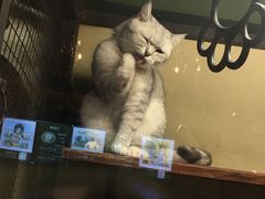 -猫咪博物馆(顶澳仔猫街店)