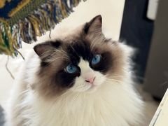 -平行世界·猫咖(首经贸店)