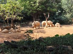 -广州长隆野生动物世界