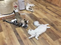 -袖虎·猫馆(体育西路店)