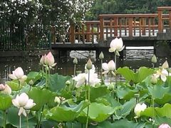 -黄兴公园