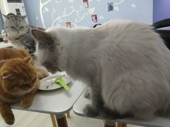 -喵的天空名猫咖啡馆·撸猫·猫舍·用品