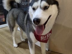 -Husky Go! 哈士奇体验馆·宠物咖啡厅狗咖