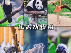 -红山森林动物园