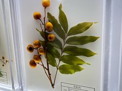 -广东中医药博物馆