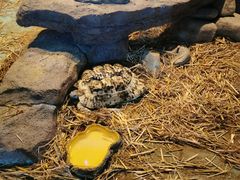 -泉州海丝野生动物世界