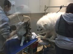 -PETKIT 小佩宠物·低压洗护·美容·寄养(安远店)