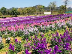 -天适樱花悠乐园