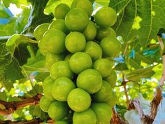 -大泽山风景名胜区