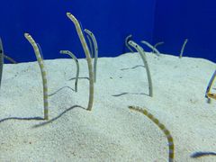 -上海海洋水族馆