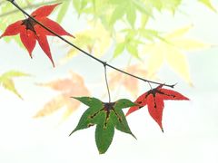 -田野绿世界