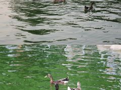 -莲湖公园