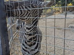 -泉州海丝野生动物世界