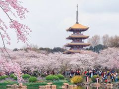 -武汉大学-樱园