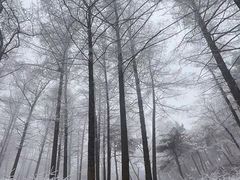 -鲁山国家森林公园