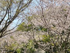 -苏州上方山国家森林公园