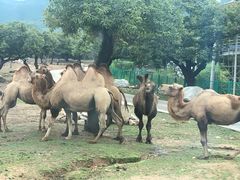 -西安秦岭野生动物园