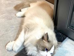 -翊宠yipet猫狗购宠庄园犬舍•猫舍