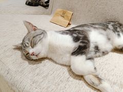 -藏猫猫咖啡主题馆(中央大道店)