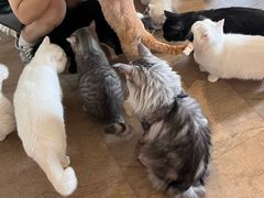 -猫咖时代(中山亭店)