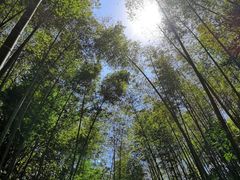 -九龙江国家森林公园