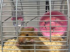 -萌兽医馆·眼科·异宠专科(三里屯店)