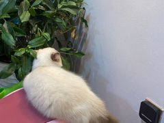 -猫十亿·布偶金渐层·曼基康矮脚猫舍(青年路店)