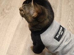 -柴迷FANS CLUB·柴犬狗咖·猫咖