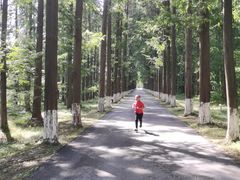 -黄海国家森林公园