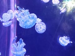 -欢乐海岸海洋奇梦馆