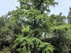 -苏州碑刻博物馆