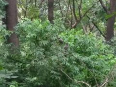 景观-高尔山公园