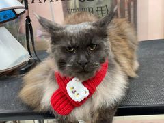 -车接车送·寄养洗护·德文猫舍(大宁店)