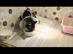 -宠爱国际动物医院·消化内科·心肾内科·ISFM猫友好(望京店)