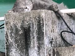 -猫岛主趣味餐厅(鼓浪屿店)
